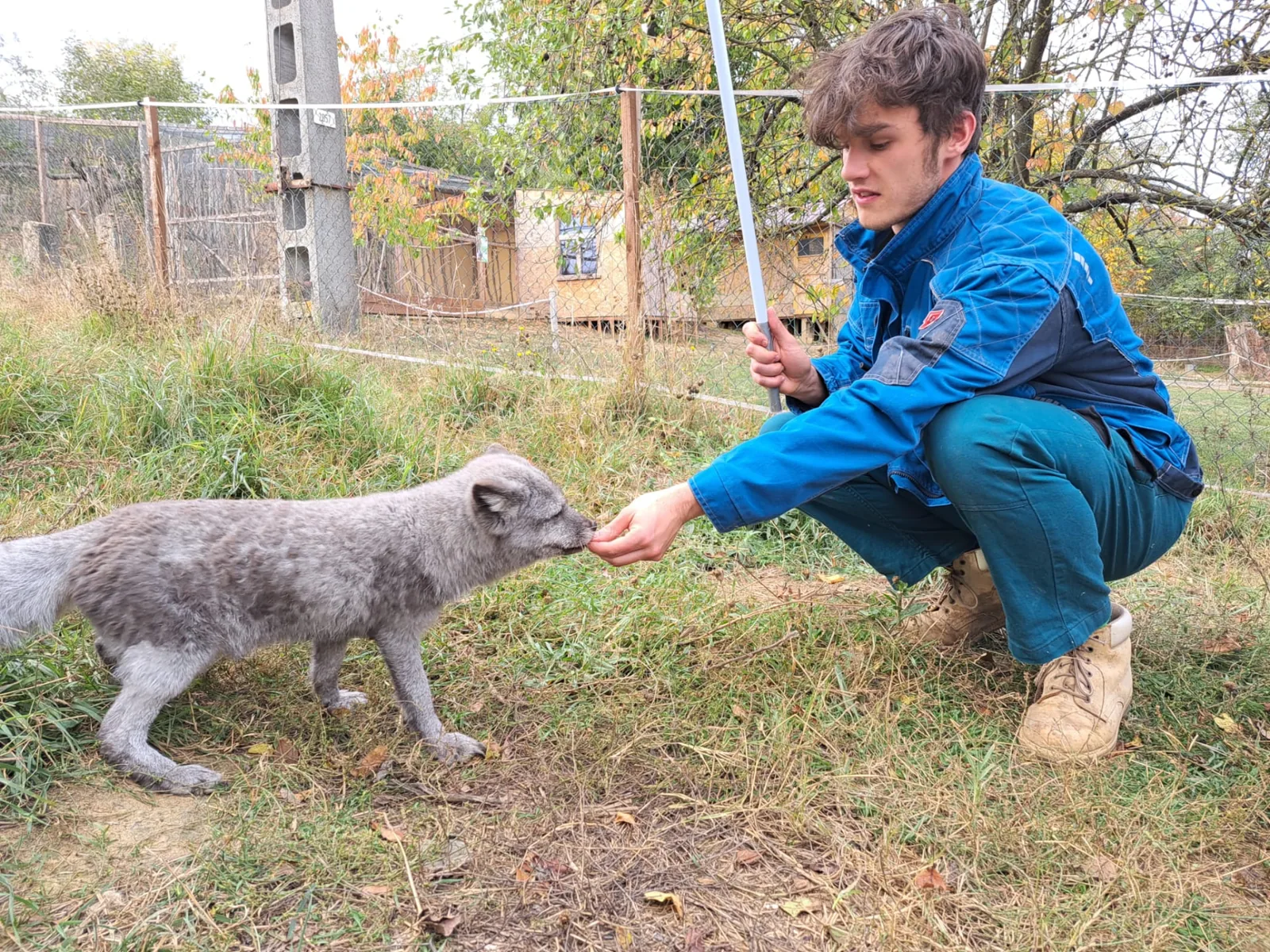 Filip krmí zvíře při dobrovolnictví v zoo v Maďarsku